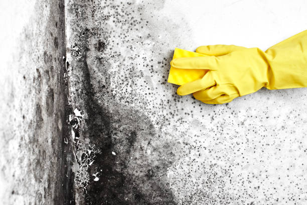 Best Black Mold Removal  in Lyndhurst, OH