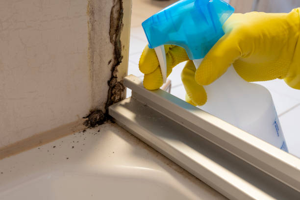 Attic Mold Removal in Lyndhurst, OH
