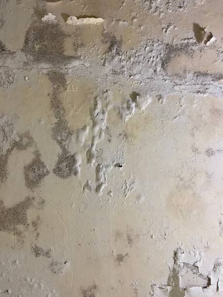 Best Mold Cleaning Services  in Lyndhurst, OH